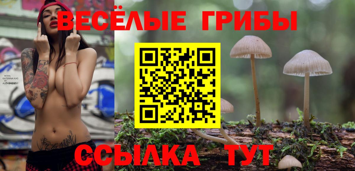 Псилоцибиновые грибы Psilocybe Зеленогорск